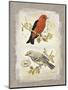 Natural Life, Feathered Friends-Chad Barrett-Mounted Art Print