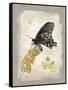 Natural Life, Rare Butterfly-Chad Barrett-Framed Stretched Canvas