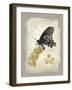 Natural Life, Rare Butterfly-Chad Barrett-Framed Art Print