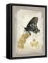 Natural Life, Rare Butterfly-Chad Barrett-Framed Stretched Canvas