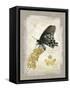 Natural Life, Rare Butterfly-Chad Barrett-Framed Stretched Canvas