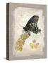 Natural Life, Rare Butterfly-Chad Barrett-Stretched Canvas