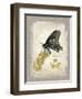 Natural Life, Rare Butterfly-Chad Barrett-Framed Art Print