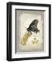 Natural Life, Rare Butterfly-Chad Barrett-Framed Art Print