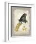 Natural Life, Rare Butterfly-Chad Barrett-Framed Art Print