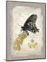 Natural Life, Rare Butterfly-Chad Barrett-Mounted Art Print