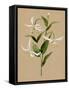 Natural Lily I-Annie Warren-Framed Stretched Canvas