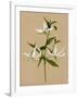 Natural Lily II-Annie Warren-Framed Art Print