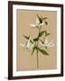 Natural Lily II-Annie Warren-Framed Art Print