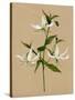 Natural Lily II-Annie Warren-Stretched Canvas