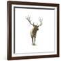 Natural Majesty I-Emily Adams-Framed Art Print