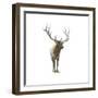 Natural Majesty I-Emily Adams-Framed Art Print