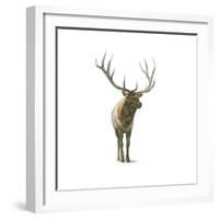 Natural Majesty I-Emily Adams-Framed Art Print