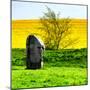 Natural Meadow Landscape and Abstract of Stones - Pewsey - Wiltshire - UK - England-Philippe Hugonnard-Mounted Photographic Print