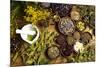 Natural Medicine, Herbs-Sebastian Duda-Mounted Photographic Print