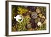 Natural Medicine, Herbs-Sebastian Duda-Framed Photographic Print