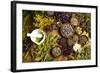 Natural Medicine, Herbs-Sebastian Duda-Framed Photographic Print