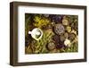 Natural Medicine, Herbs-Sebastian Duda-Framed Photographic Print