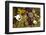 Natural Medicine, Herbs-Sebastian Duda-Framed Photographic Print