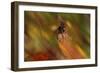 Natural Motif I-Gordon Semmens-Framed Giclee Print