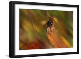 Natural Motif I-Gordon Semmens-Framed Giclee Print