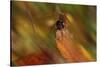 Natural Motif I-Gordon Semmens-Stretched Canvas