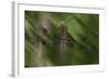 Natural Motif II-Gordon Semmens-Framed Giclee Print