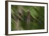 Natural Motif II-Gordon Semmens-Framed Giclee Print