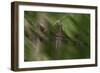 Natural Motif II-Gordon Semmens-Framed Giclee Print