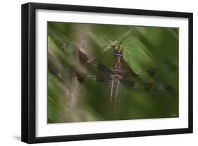 Natural Motif II-Gordon Semmens-Framed Giclee Print