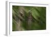 Natural Motif II-Gordon Semmens-Framed Giclee Print