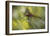 Natural Motif III-Gordon Semmens-Framed Giclee Print