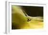 Natural Motif IX-Gordon Semmens-Framed Giclee Print