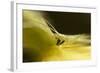 Natural Motif IX-Gordon Semmens-Framed Giclee Print