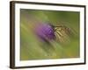 Natural Motif V-Gordon Semmens-Framed Giclee Print