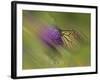 Natural Motif V-Gordon Semmens-Framed Giclee Print