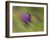 Natural Motif V-Gordon Semmens-Framed Giclee Print