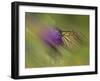 Natural Motif V-Gordon Semmens-Framed Giclee Print