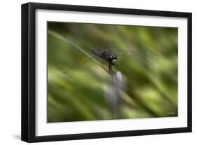 Natural Motif VI-Gordon Semmens-Framed Giclee Print