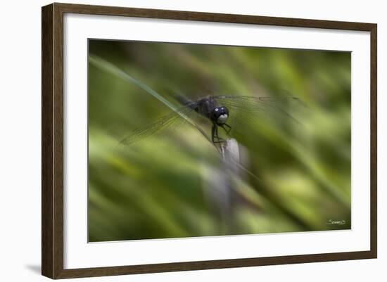 Natural Motif VI-Gordon Semmens-Framed Giclee Print