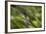 Natural Motif VI-Gordon Semmens-Framed Giclee Print