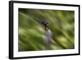 Natural Motif VI-Gordon Semmens-Framed Giclee Print