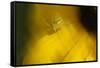 Natural Motif VII-Gordon Semmens-Framed Stretched Canvas