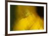 Natural Motif VII-Gordon Semmens-Framed Giclee Print