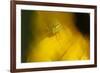 Natural Motif VII-Gordon Semmens-Framed Giclee Print