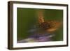 Natural Motif VIII-Gordon Semmens-Framed Giclee Print