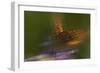 Natural Motif VIII-Gordon Semmens-Framed Giclee Print