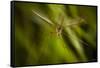 Natural Motif X-Gordon Semmens-Framed Stretched Canvas