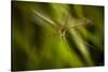 Natural Motif X-Gordon Semmens-Stretched Canvas