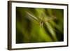 Natural Motif X-Gordon Semmens-Framed Giclee Print